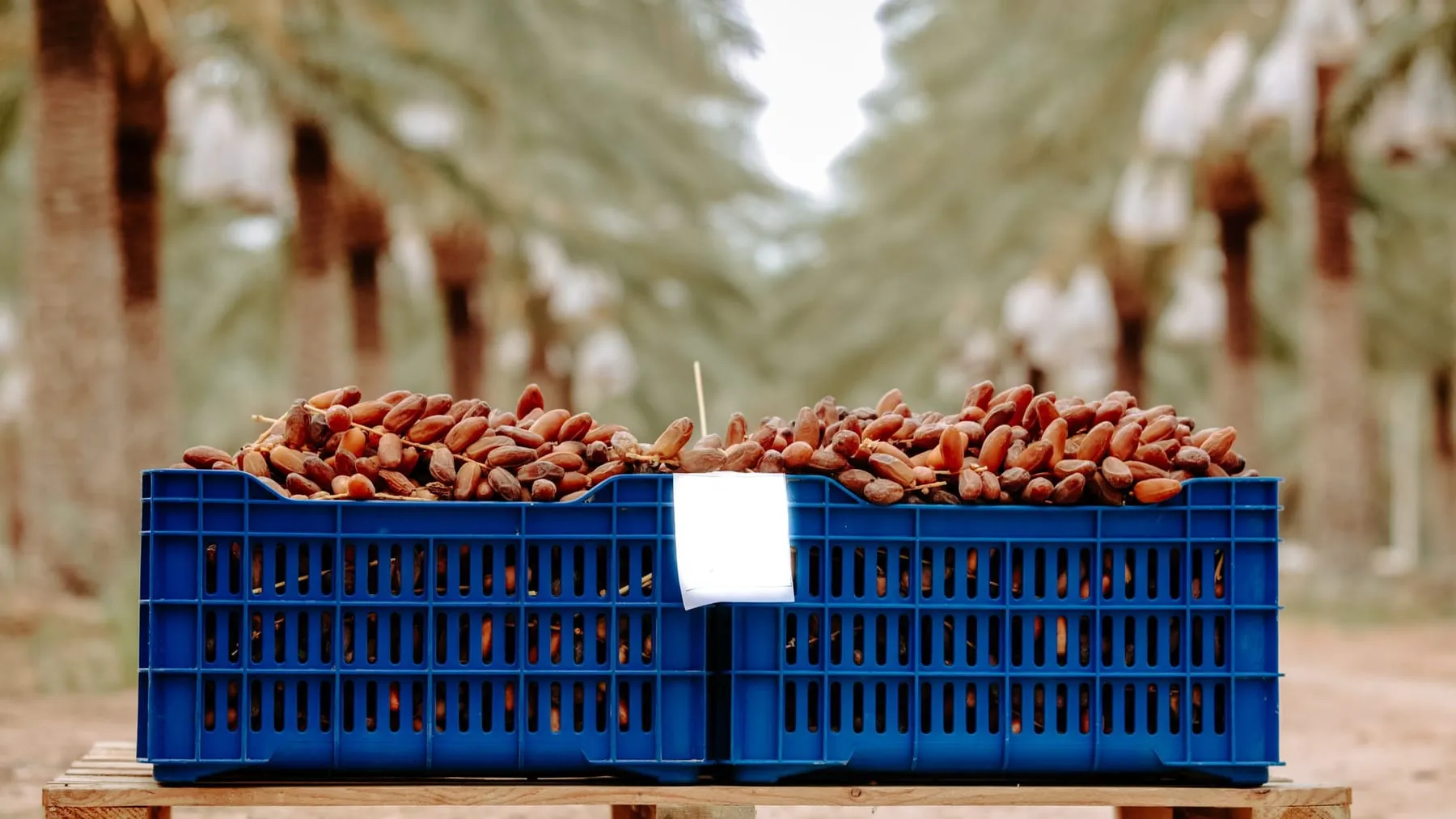 Crates of freshly harvested dates on a pallet in a palm grove